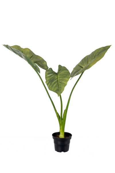 Alocasia 50cm Grøn