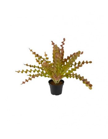 Asplenium 34cm Myrkagrøn