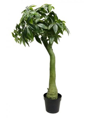 Pachira 160cm
