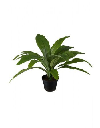 Asplenium 30cm